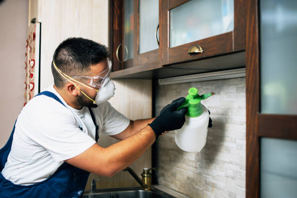 Best Termite Control Services  in St Paris, OH