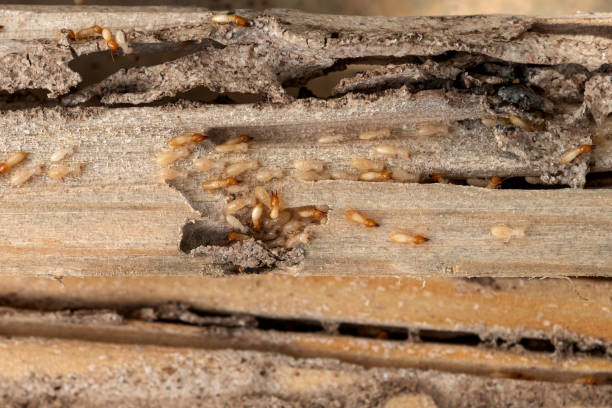 Best Bed Bug Extermination  in St Paris, OH