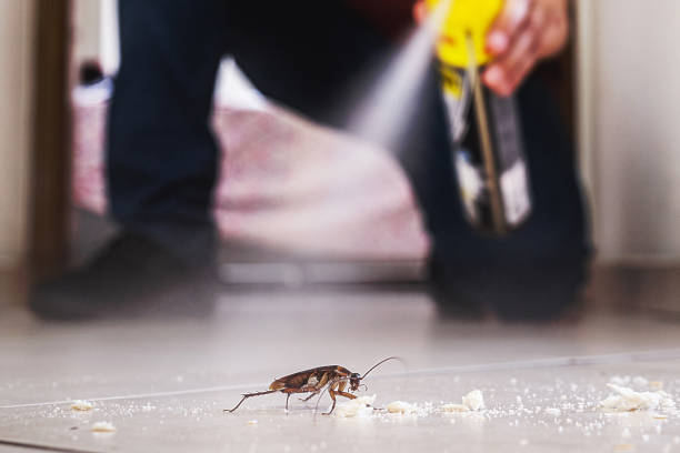 Best Cockroach Control Services  in St Paris, OH