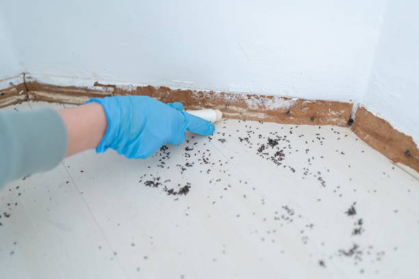 Best Bed Bug Extermination  in St Paris, OH